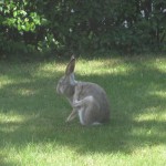 Skal lige klø sig bag øret