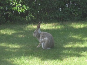 Skal lige klø sig bag øret