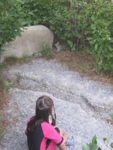 Ellen fandt en kanin (en mountain cottontail)