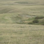 Grasslands - og, hvis man ser godt efter, en whitetail