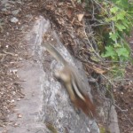 Red-tailed Chipmunk
