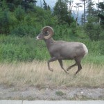 Bighorn ram - et imponerende dyr