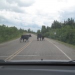 Og så er der køer på vejen