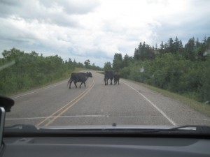 Og så er der køer på vejen