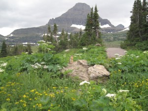Richardson's Ground Squirrel med Reynolds Mountain i baggrunden