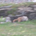 Murmeldyr lidt tættere på