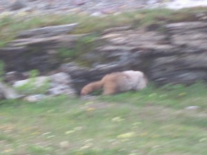 Murmeldyr lidt tættere på