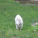 Mountain Goat