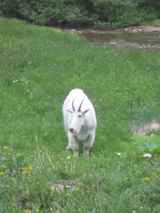 Mountain Goat