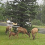 En lille flok whitetails