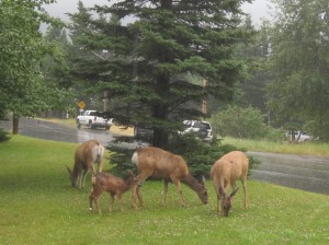 En lille flok whitetails