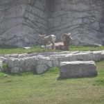 Bighorns i fangeskab