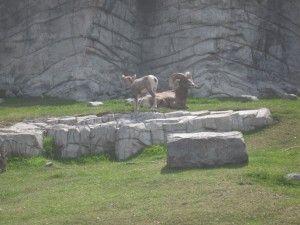 Bighorns i fangeskab