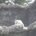 Mountain Goat i fangeskab