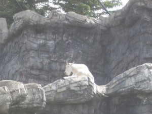 Mountain Goat i fangeskab